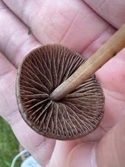 Panaeolus foenisecii