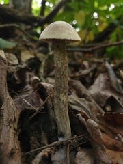 Leccinum scabrum