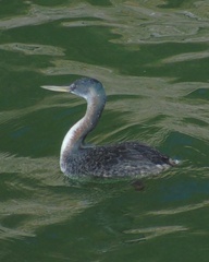 Podiceps major
