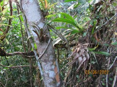 Coussapoa microcarpa