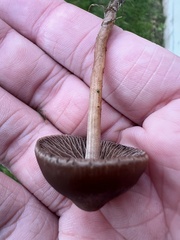 Panaeolus foenisecii