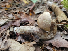 Leccinum scabrum