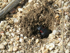 Physomeloe corallifer