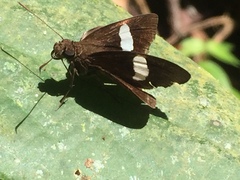Notocrypta paralysos varians