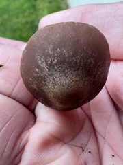 Panaeolus foenisecii