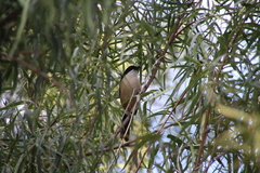 Laniarius ferrugineus