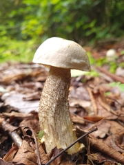 Leccinum scabrum
