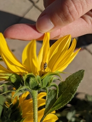 Paranapiacaba tricincta