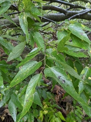 Celtis occidentalis