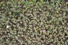 Trifolium cherleri