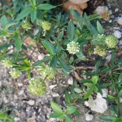 Spermacoce verticillata