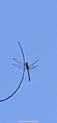 Orthemis ferruginea