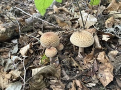 Amanita rubescens