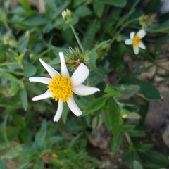 Bidens alba