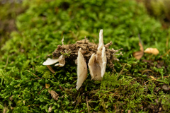 Hohenbuehelia angustata