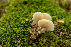 Hohenbuehelia angustata