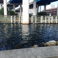 Leucophaeus atricilla