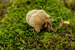 Hohenbuehelia angustata
