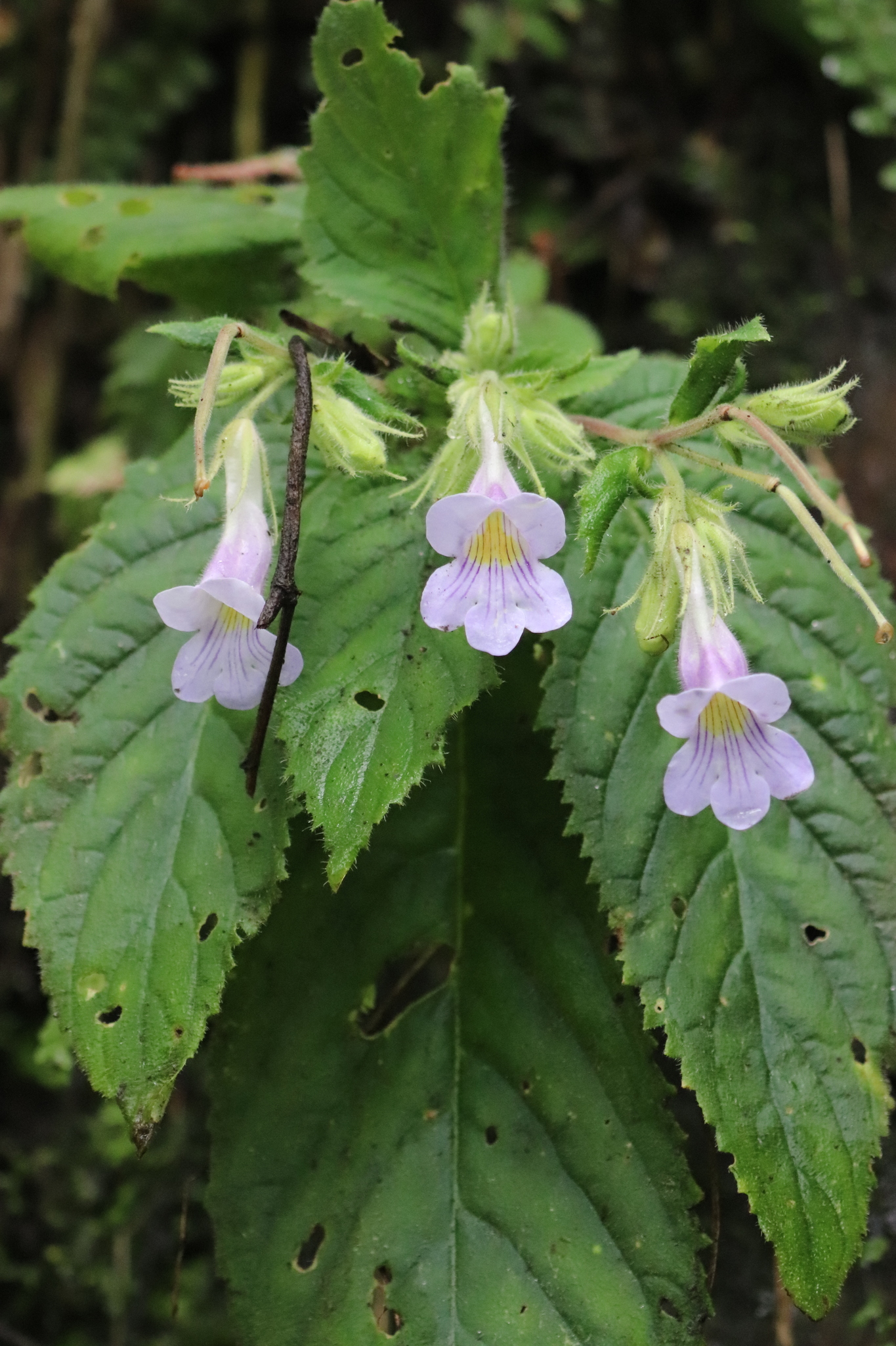 Briggsiopsis delavayi