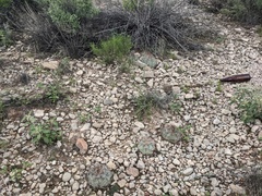 Echinocactus horizonthalonius