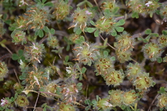 Trifolium cherleri