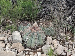 Echinocactus horizonthalonius