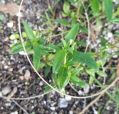 Oldenlandia corymbosa