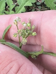 Capsella bursa-pastoris