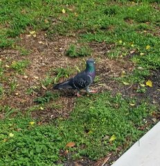 Columba livia domestica