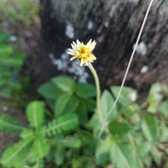 Tridax procumbens