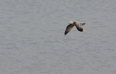 Larus armenicus