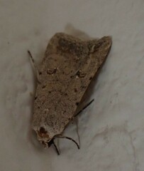 Caradrina montana