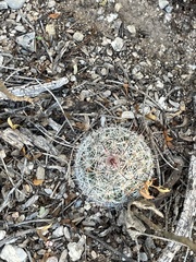 Mammillaria grahamii