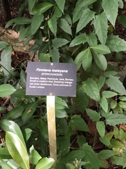 Firmiana