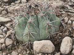 Echinocactus horizonthalonius