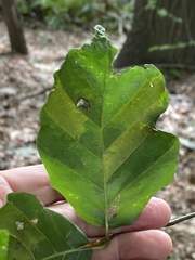 Litylenchus crenatae