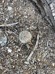 Mammillaria grahamii