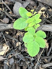 Styphnolobium japonicum