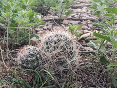Escobaria tuberculosa