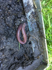 Lumbricus