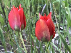 Tulipa agenensis