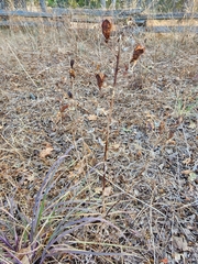 Camassia