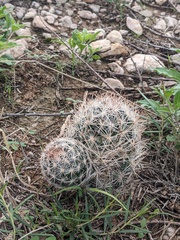 Escobaria tuberculosa