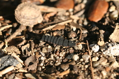 Nyctophila reichii