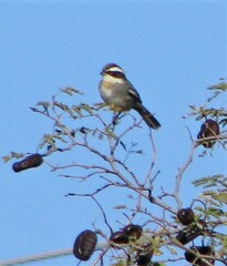 Microspingus torquatus