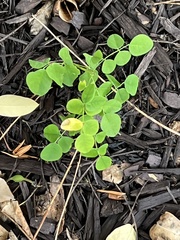 Styphnolobium japonicum