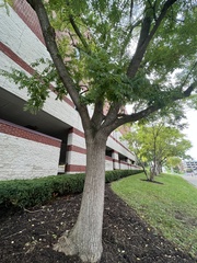 Styphnolobium japonicum