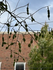 Styphnolobium japonicum
