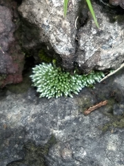 Bryum