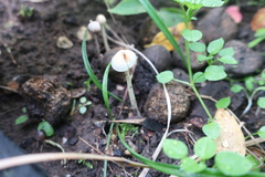 Mycena filopes